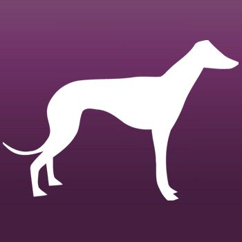 Greyhound Dog Iron on Transfer